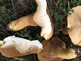 Boletus durhamensis image