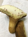 Boletus durhamensis image