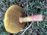 Boletus patrioticus image