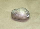 Boletopsis grisea image