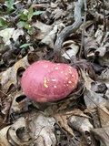 Boletus pallidoroseus image