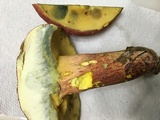Boletus pallidoroseus image