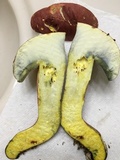 Boletus pallidoroseus image