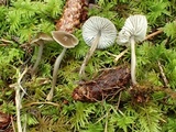 Mycena quiniaultensis image