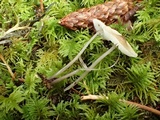 Mycena quiniaultensis image