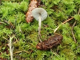 Mycena quiniaultensis image