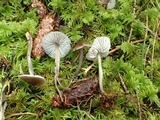 Mycena quiniaultensis image