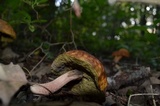 Hortiboletus campestris image