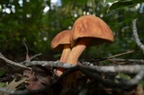 Hortiboletus campestris image