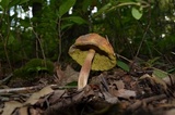 Hortiboletus campestris image