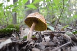 Hortiboletus campestris image