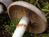 Cortinarius salor image