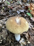 Boletus nobilis image