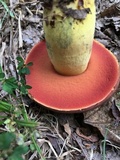 Boletus subluridellus image