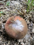 Boletus subluridellus image