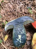 Boletus subluridellus image