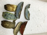 Boletus subluridellus image
