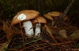 Suillus weaverae image