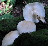 Hypsizygus marmoreus image