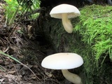 Hypsizygus marmoreus image