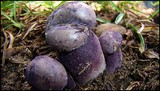 Tylopilus plumbeoviolaceus image