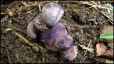 Tylopilus plumbeoviolaceus image