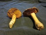 Cortinarius lucorum image