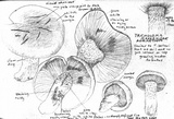 Tricholoma manzanitae image