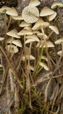 Mycena flavescens image