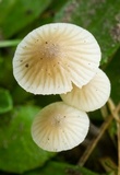 Mycena flavescens image