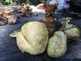 Buchwaldoboletus sphaerocephalus image