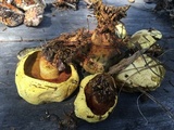 Buchwaldoboletus sphaerocephalus image