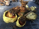 Buchwaldoboletus sphaerocephalus image