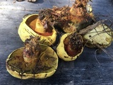 Buchwaldoboletus sphaerocephalus image