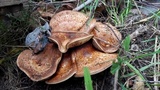 Paxillus involutus image