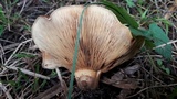 Paxillus involutus image