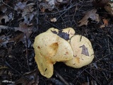 Suillus subaureus image