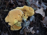 Suillus subaureus image