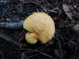 Suillus subaureus image
