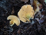 Suillus subaureus image