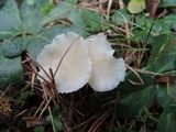 Cuphophyllus virgineus image
