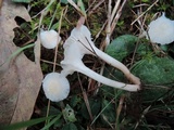 Cuphophyllus virgineus image