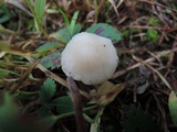 Cuphophyllus virgineus image