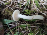 Cuphophyllus virgineus image