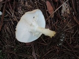 Echinoderma asperum image