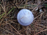 Cortinarius iodes image