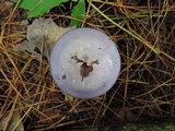 Cortinarius iodes image