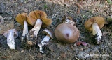 Cortinarius impennis image