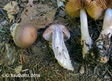 Cortinarius impennis image