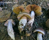 Cortinarius impennis image